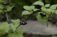 morelle noire