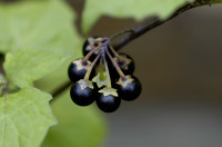 morelle noire