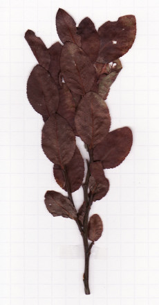 myrtille