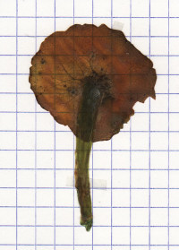 nombril venus