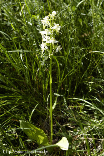 orchis