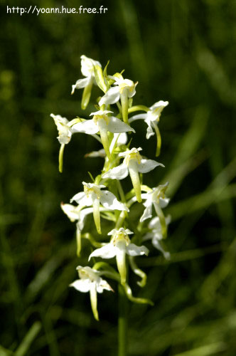 orchis