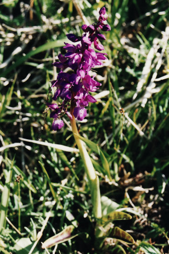 Orchis mâle