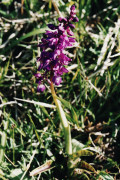orchis