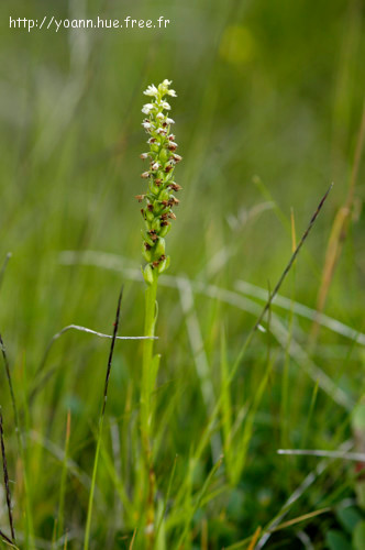Orchis miel