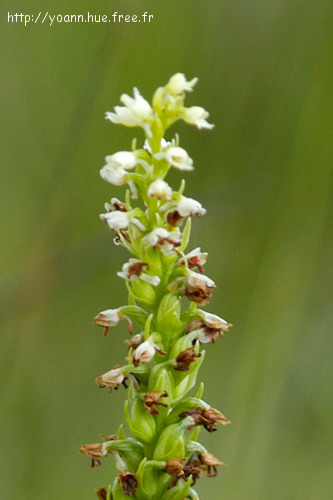 Orchis miel