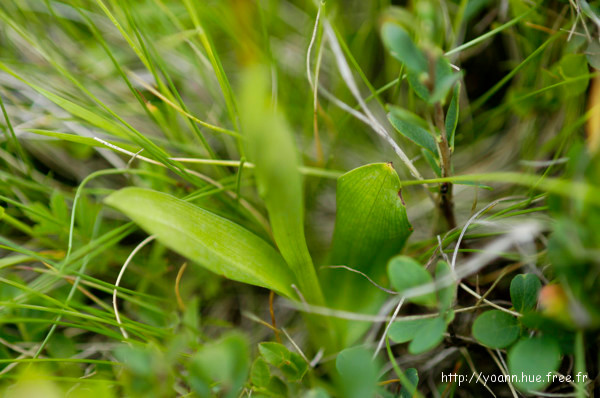 Orchis miel