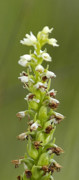 orchis