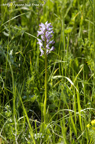 Orchis militaire