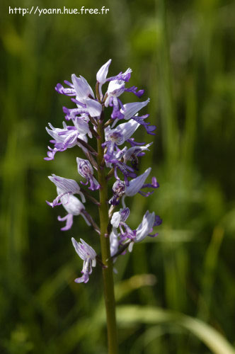 Orchis militaire