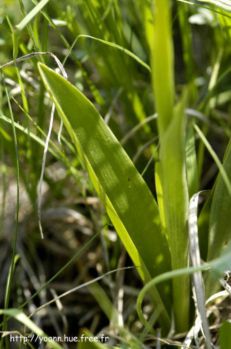 Orchis militaire