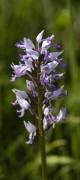 orchis militaire
