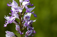 orchis militaire