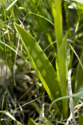 orchis militaire