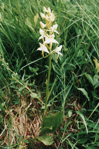 Orchis montagne