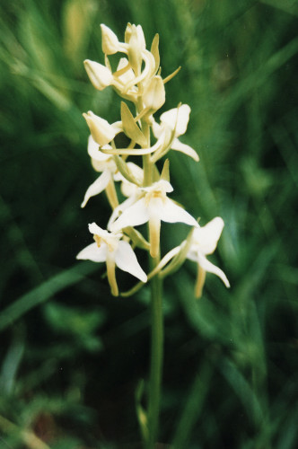 Orchis montagne