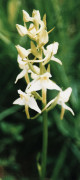 orchis