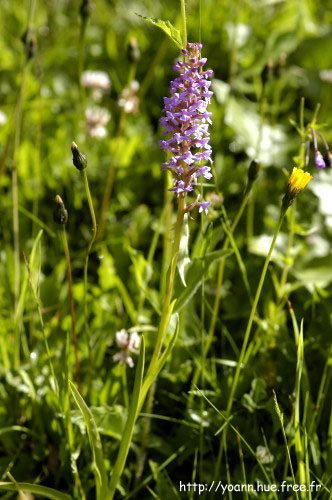 Orchis moustique