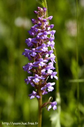 Orchis moustique