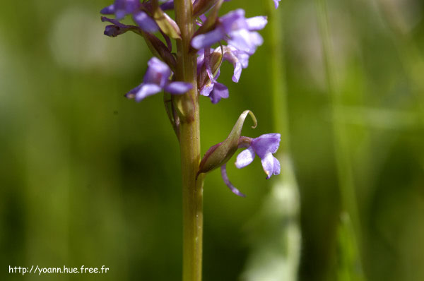 Orchis moustique