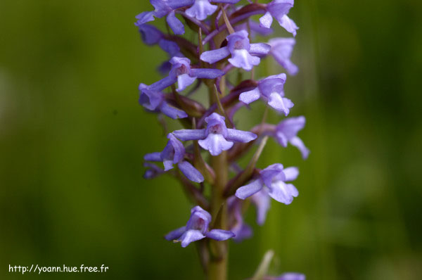Orchis moustique
