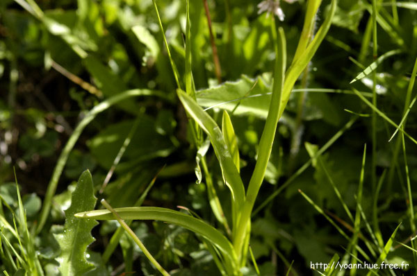 Orchis moustique