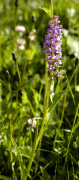 orchis moustique