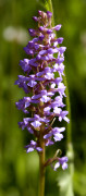 orchis moustique