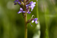 orchis moustique