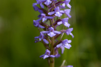 orchis moustique