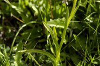 orchis moustique