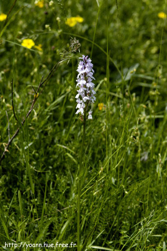 orchis