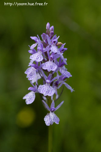 orchis