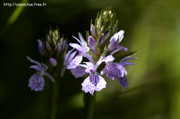 orchis