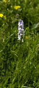 orchis