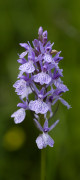 orchis