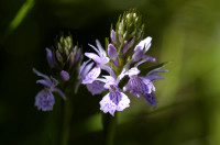 orchis