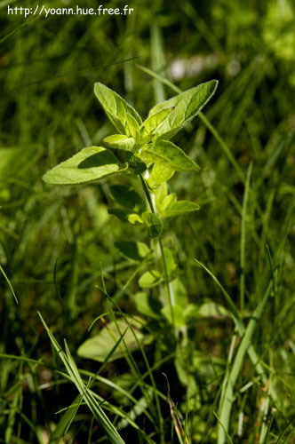 origan
