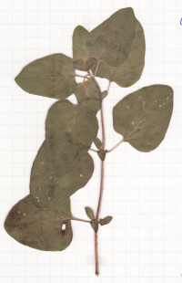 origan