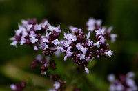 origan