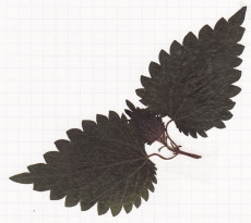 ortie