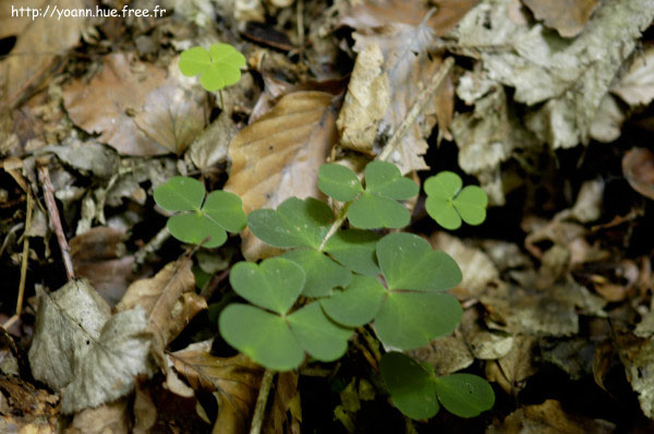 oxalis