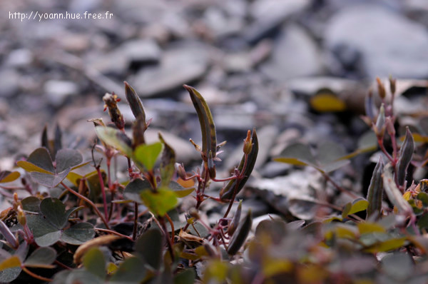 Oxalis corniculé