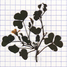 oxalis corniculé