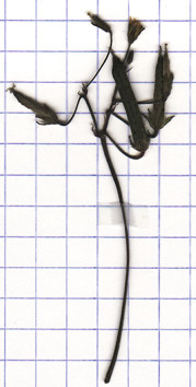 oxalis corniculé