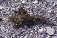 oxalis corniculé