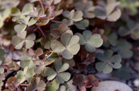 oxalis corniculé