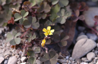 oxalis corniculé