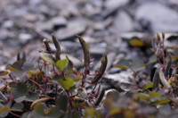 oxalis corniculé