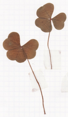 oxalis